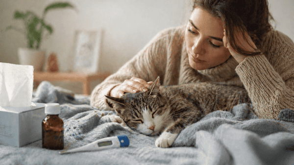 Como saber se o gato está com febre: sinais que merecem atenção