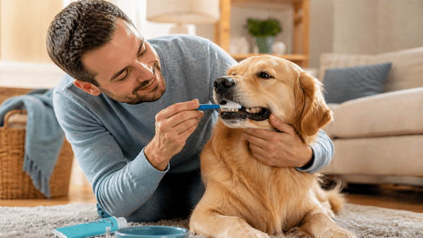 Dentes de cachorro: o erro que muitos tutores só percebem quando já virou dor