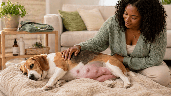 Gestação de cachorro: fases, cuidados e sinais importantes